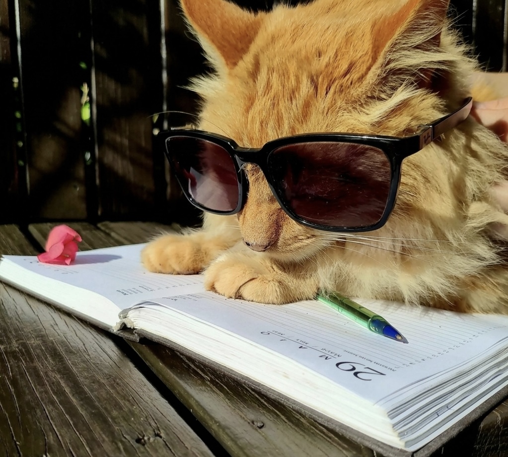 Garfield Walachay, o gato mascote do café, com óculos escuros deitado no deck